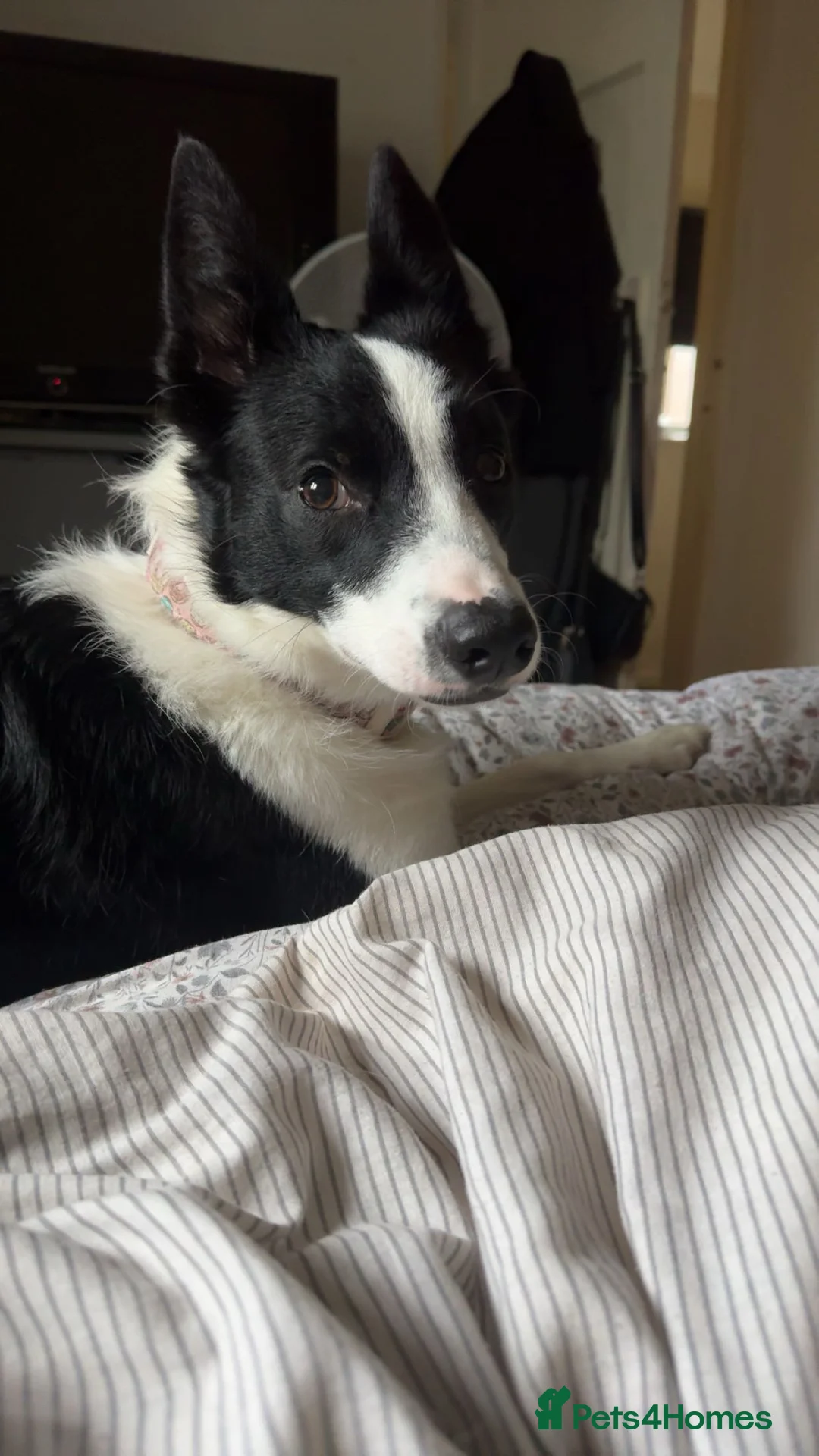 Border Collie dogs for sale: Jasmine 3years old  - Advert 6