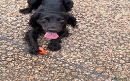 Cocker Spaniel dogs for stud: Proven stud dog - Image 2