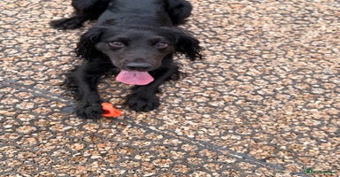 Cocker Spaniel dogs - Advert 4