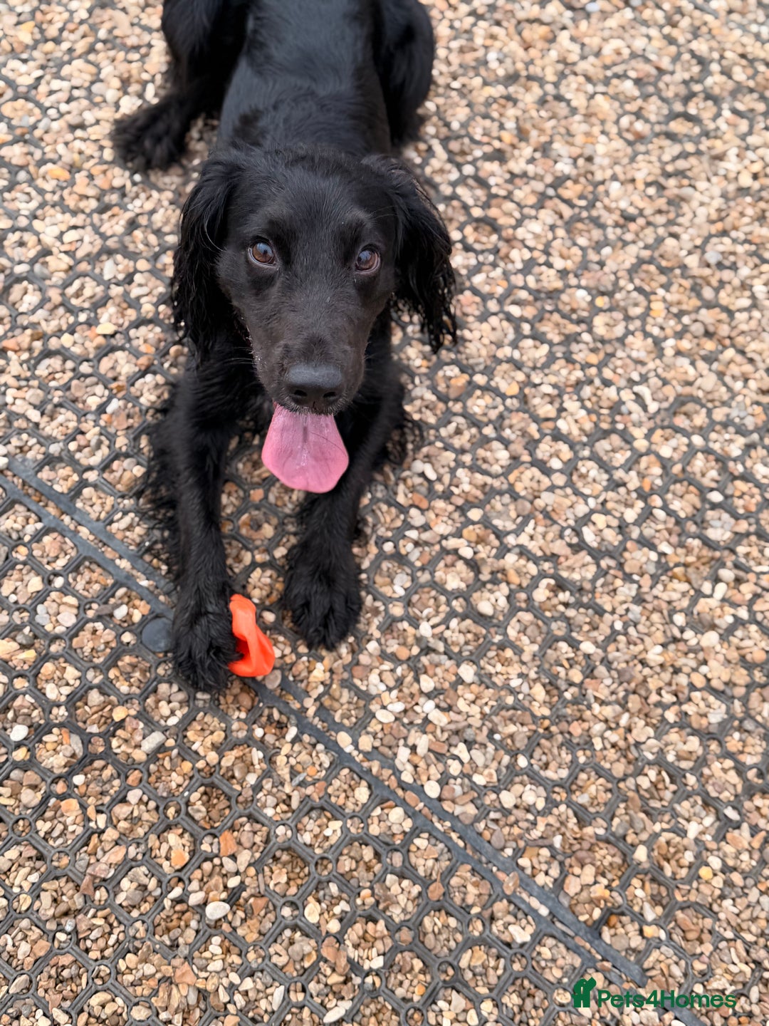 Cocker Spaniel dogs for stud: Proven stud dog - Image 2