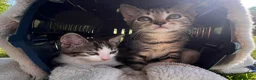 Mixed Breed cats for sale: 💕Beautiful kittens looking for loving homes💕 - Advert 6