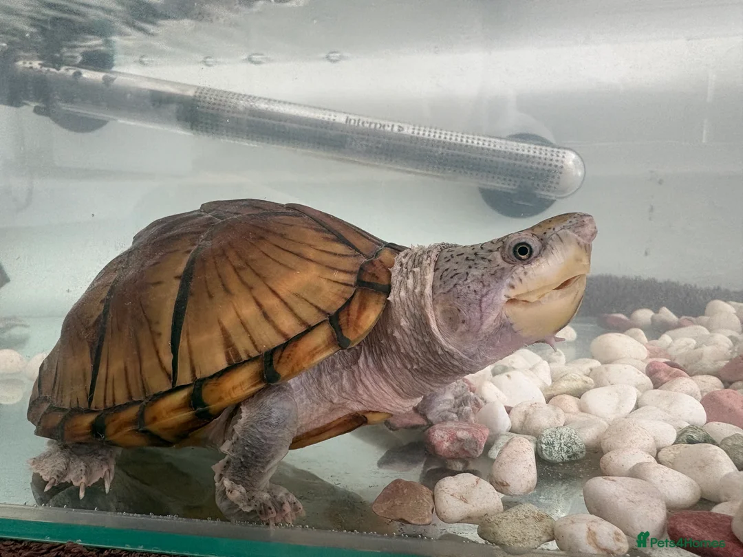 Terrapin reptiles for sale: Pair of terrapins  in Lanark - Advert 2