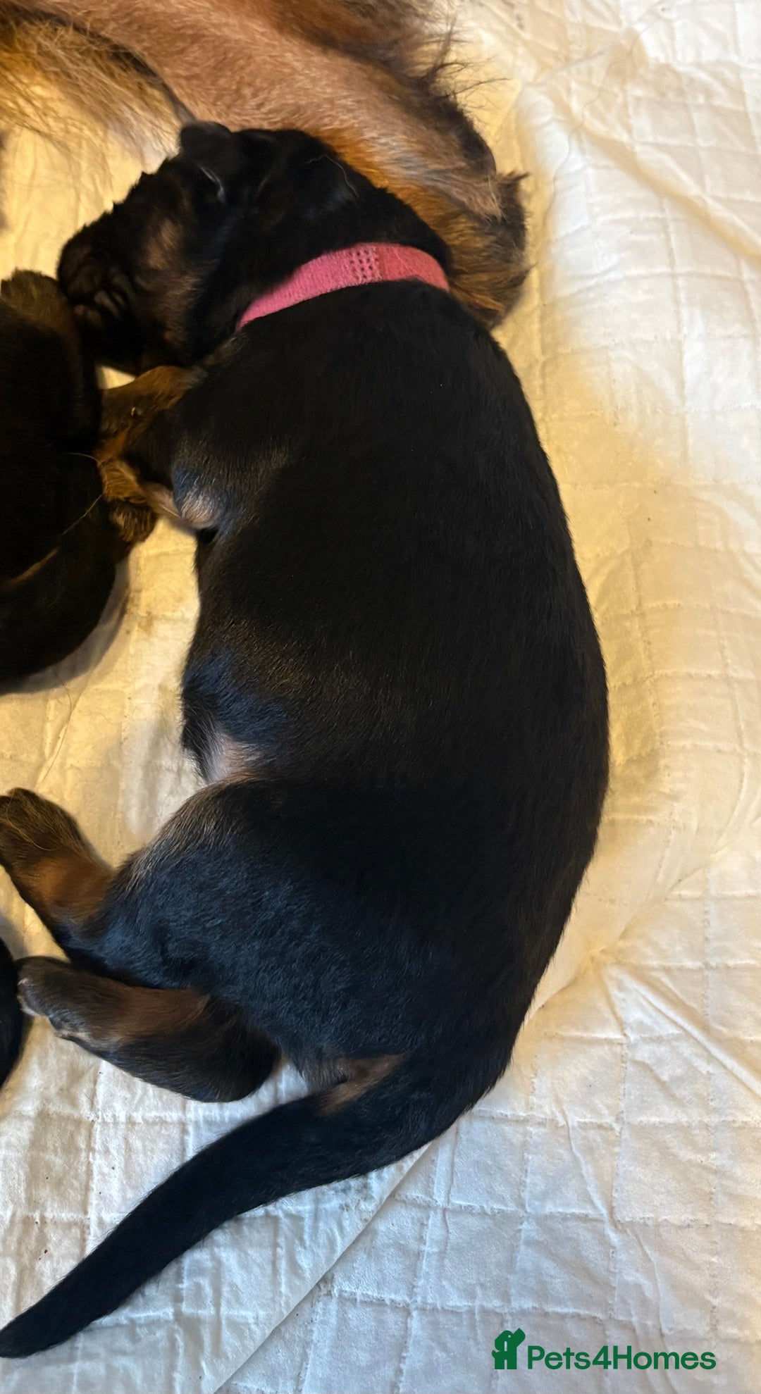 German Shepherd dogs for sale: KC registered long haired German Shepherd puppies - Advert 15