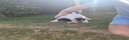 Jack Russell dogs for sale: Jack Russell puppies  - Advert 13