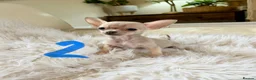 Chihuahua dogs for sale: Tiny chihuahua puppies - Advert 11