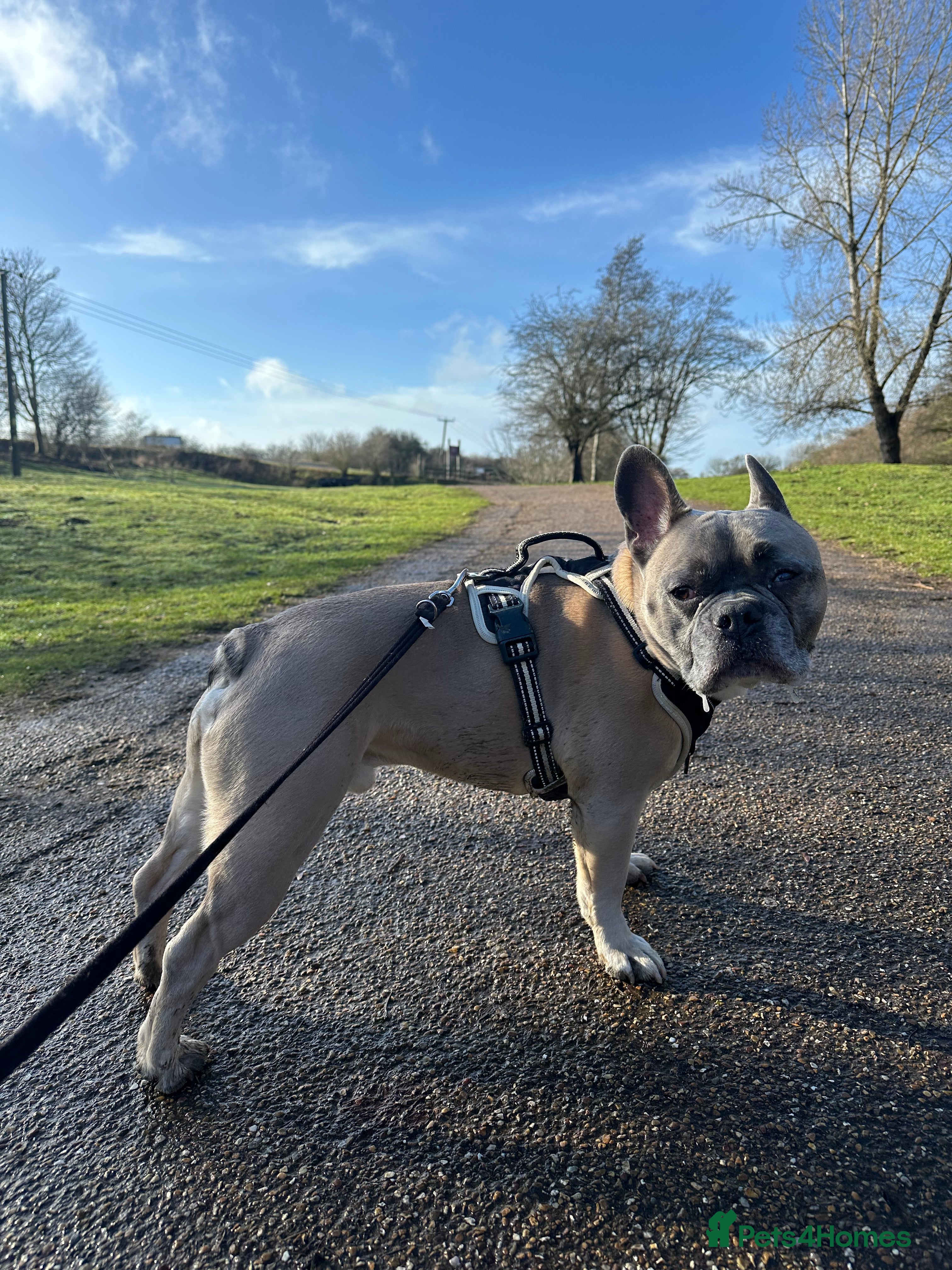 French Bulldog dogs Forever home for Gorgeous French Bulldog - Advert 18