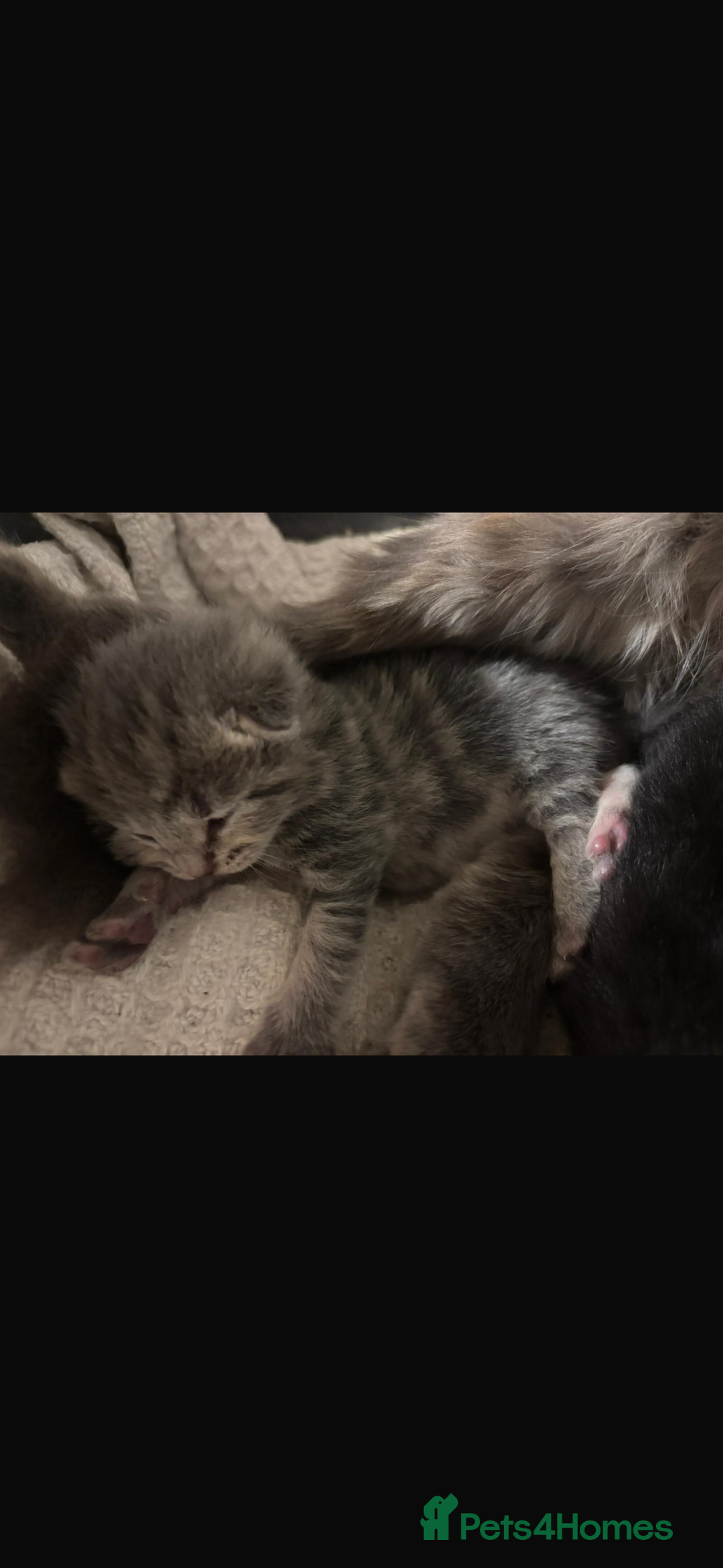 Mixed Breed cats for sale: 1 grey boy left - Advert 5