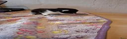 Mixed Breed cats for sale: 4 Black and White Kittens - Advert 8