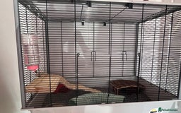Rat rodents for sale: 4 Female Dumbo Rats + Cage - Image 6