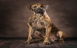 Great Dane dogs for sale: Stunning Brindle/Fawn Great Dane Waiting List Open - Image 5