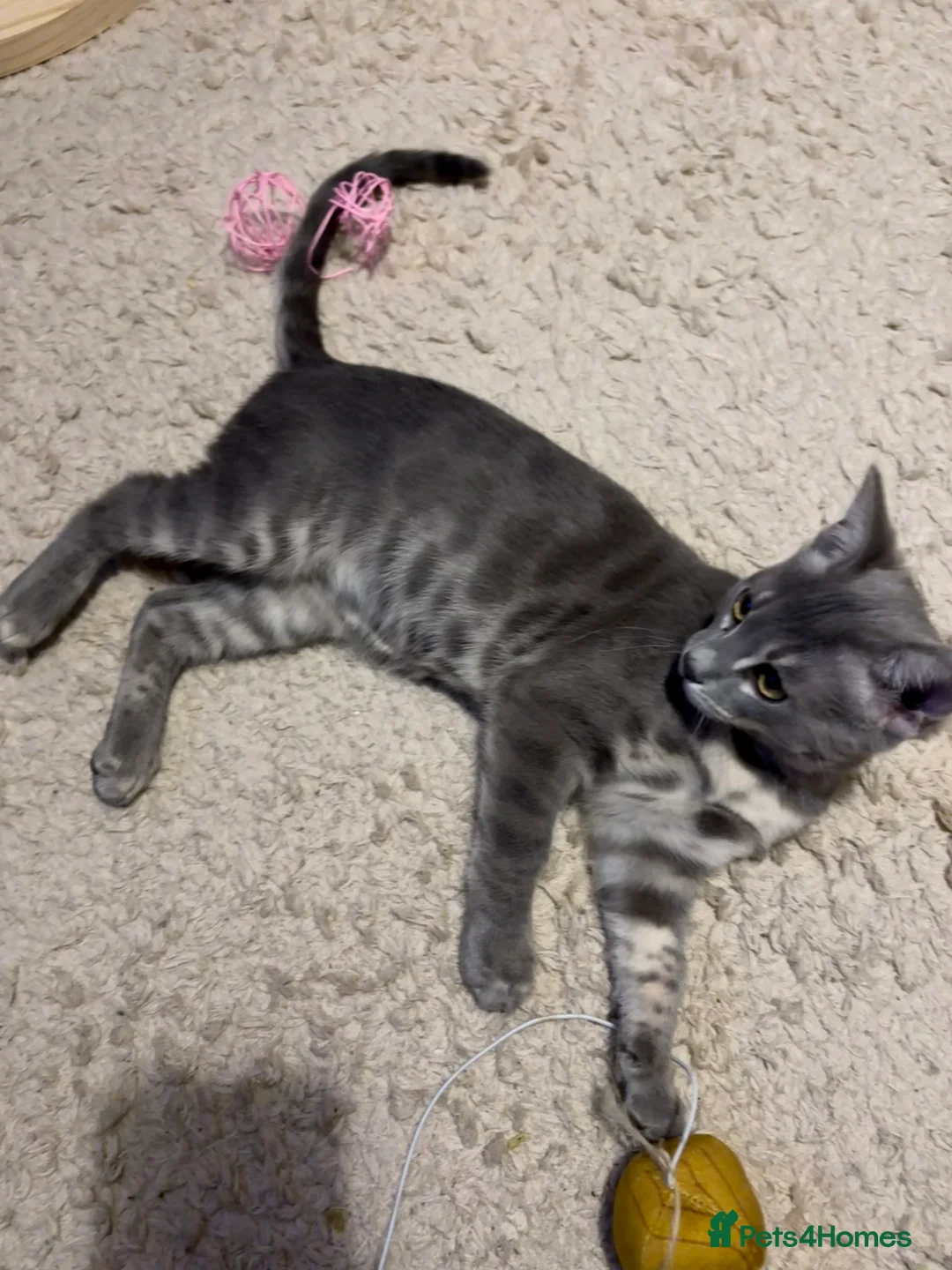 Bengal cats for sale: Bengal female for sale  - Advert 2