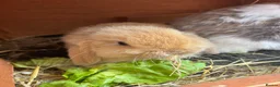 Mini Lop rabbits for sale: Beautiful Mini Lop - Advert 3