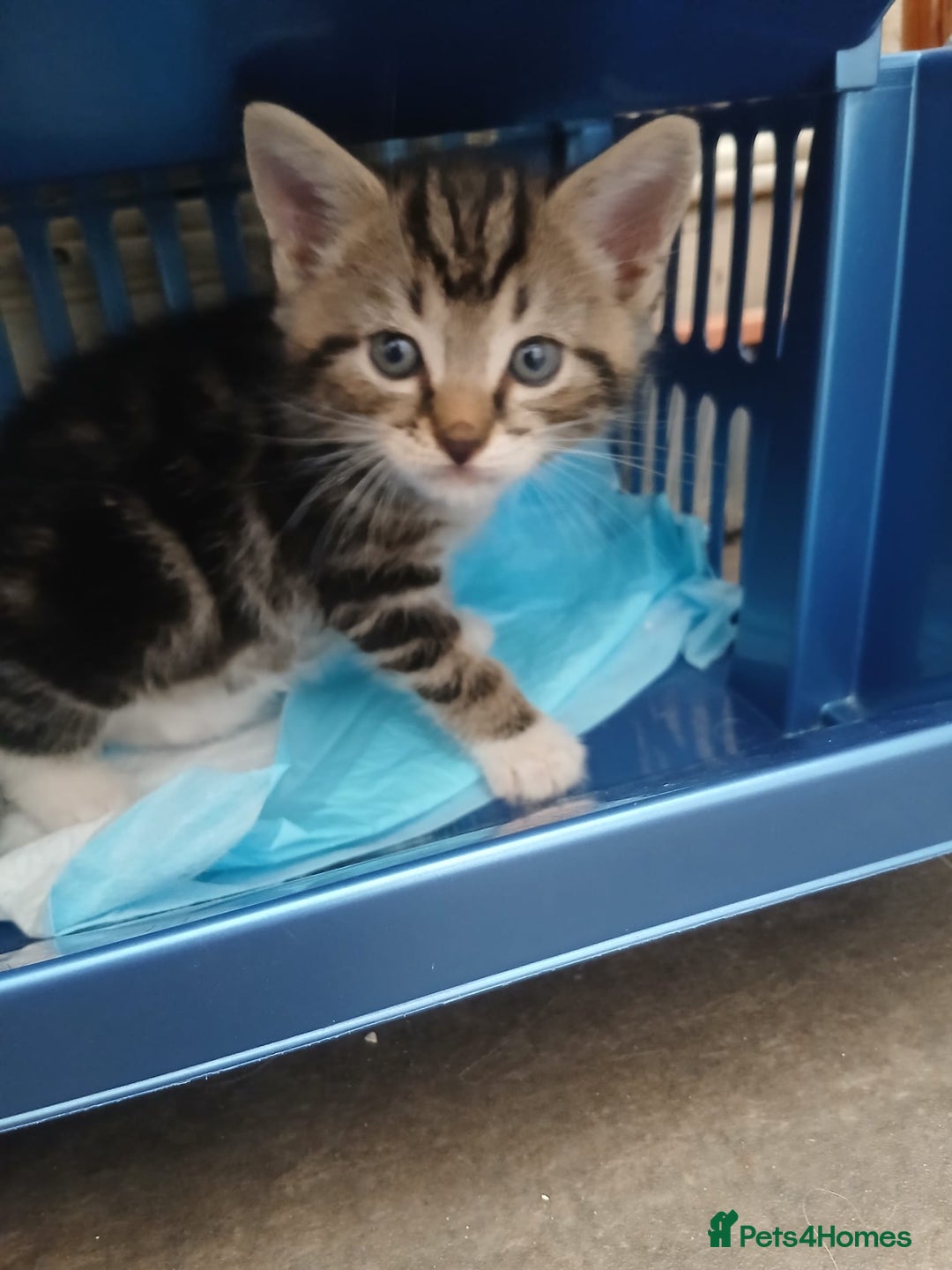 Mixed Breed cats for sale: Kittens for sale - Image 2