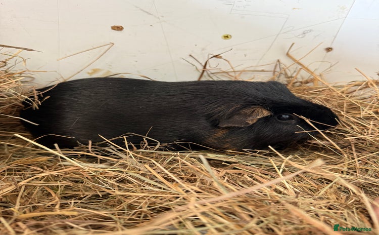 Guinea Pig rodents - Advert 6