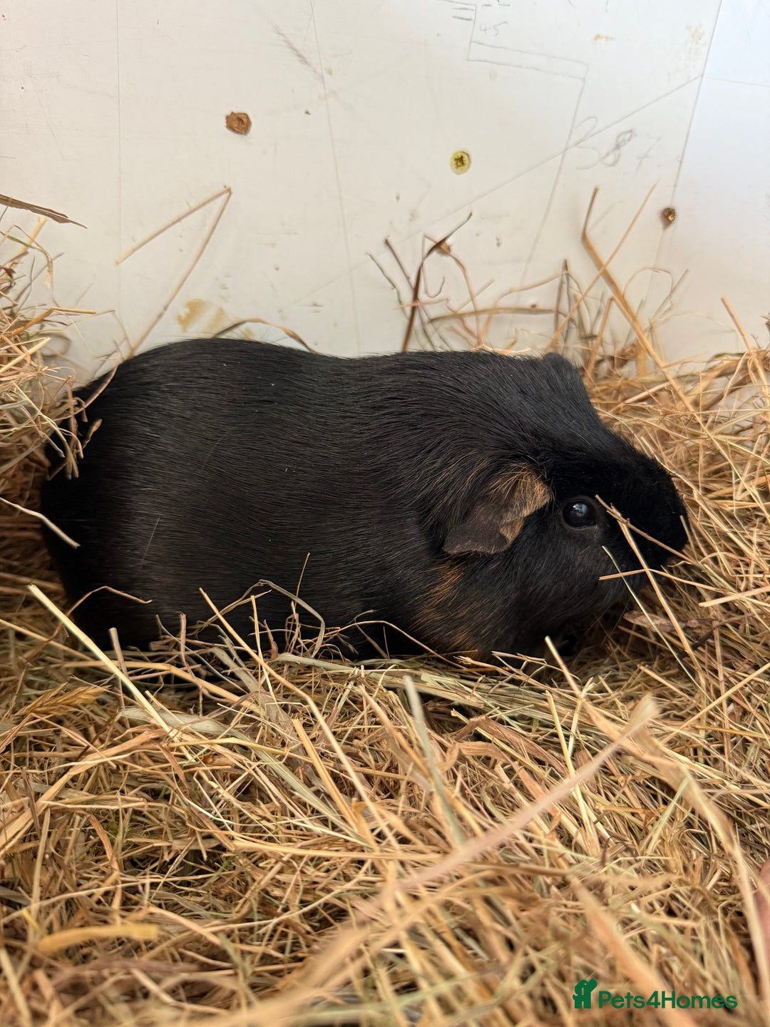 Guinea Pig rodents for sale: Two guinea pigs for sale - Image 3