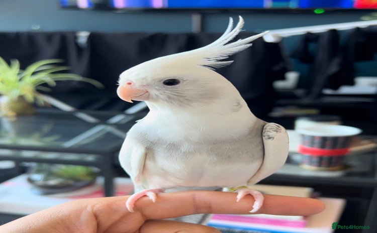 Cockatiels birds - Advert 16