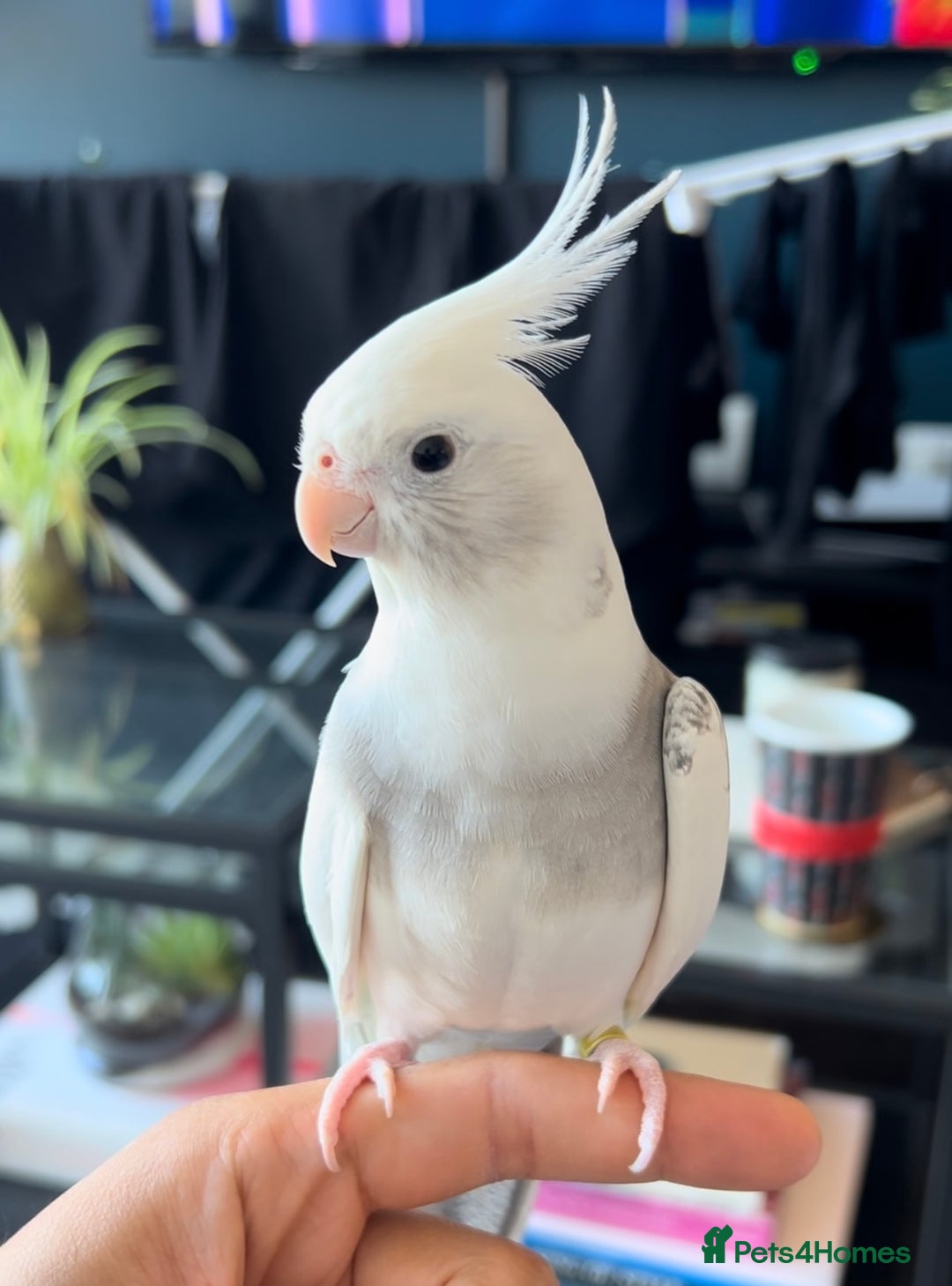 Cockatiels birds for sale: Stunning show worthy cockatiel for sale - Image 1