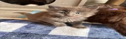 Maine Coon cats for sale: Council licensed TICA Maine Coon kittens - Advert 27