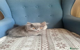 British Shorthair cats for sale: 💙 3 Gorgeous British Blue Kittens Available 💙 - Image 12
