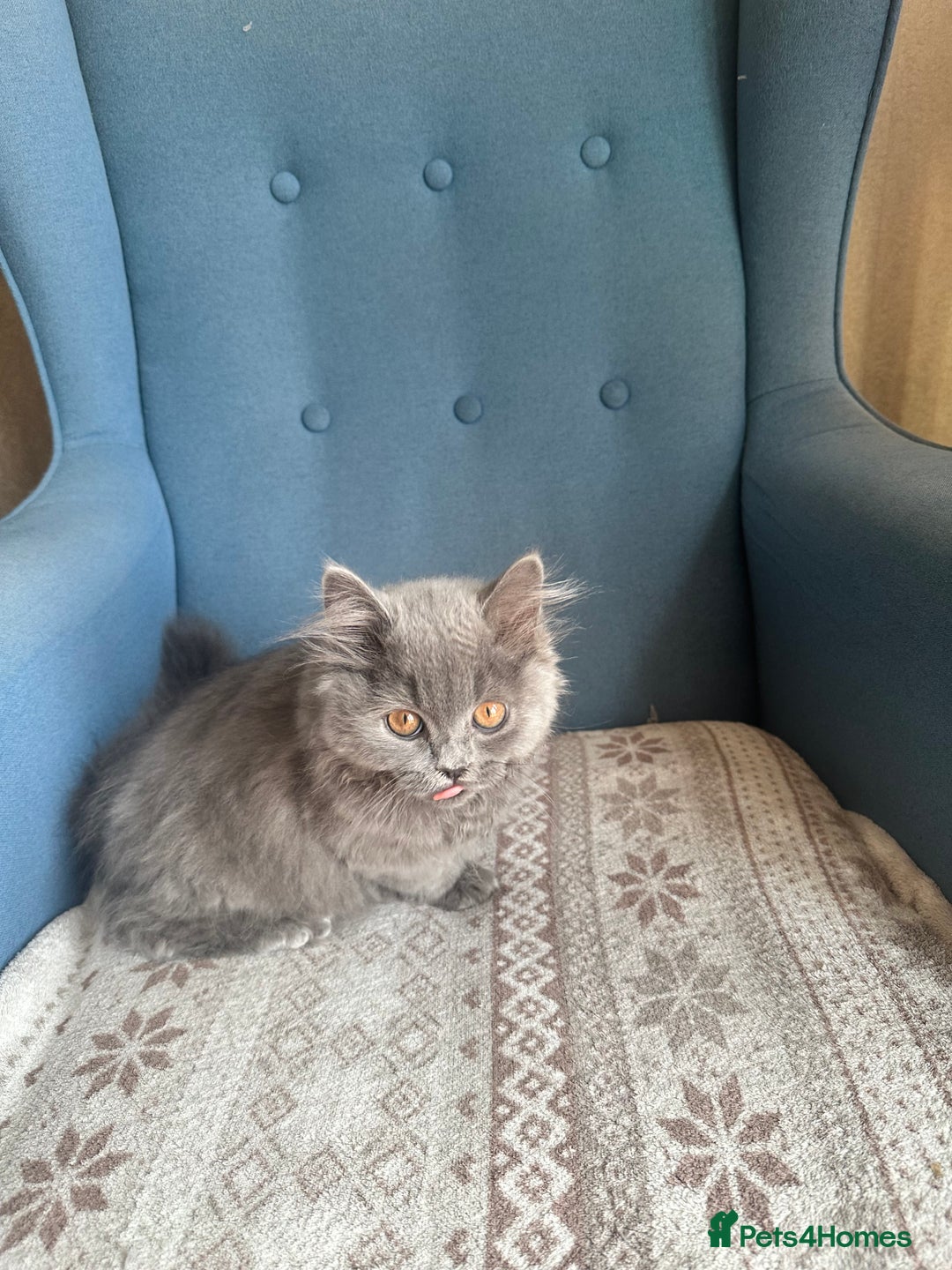 British Shorthair cats for sale: 💙 3 Gorgeous British Blue Kittens Available 💙 - Image 12