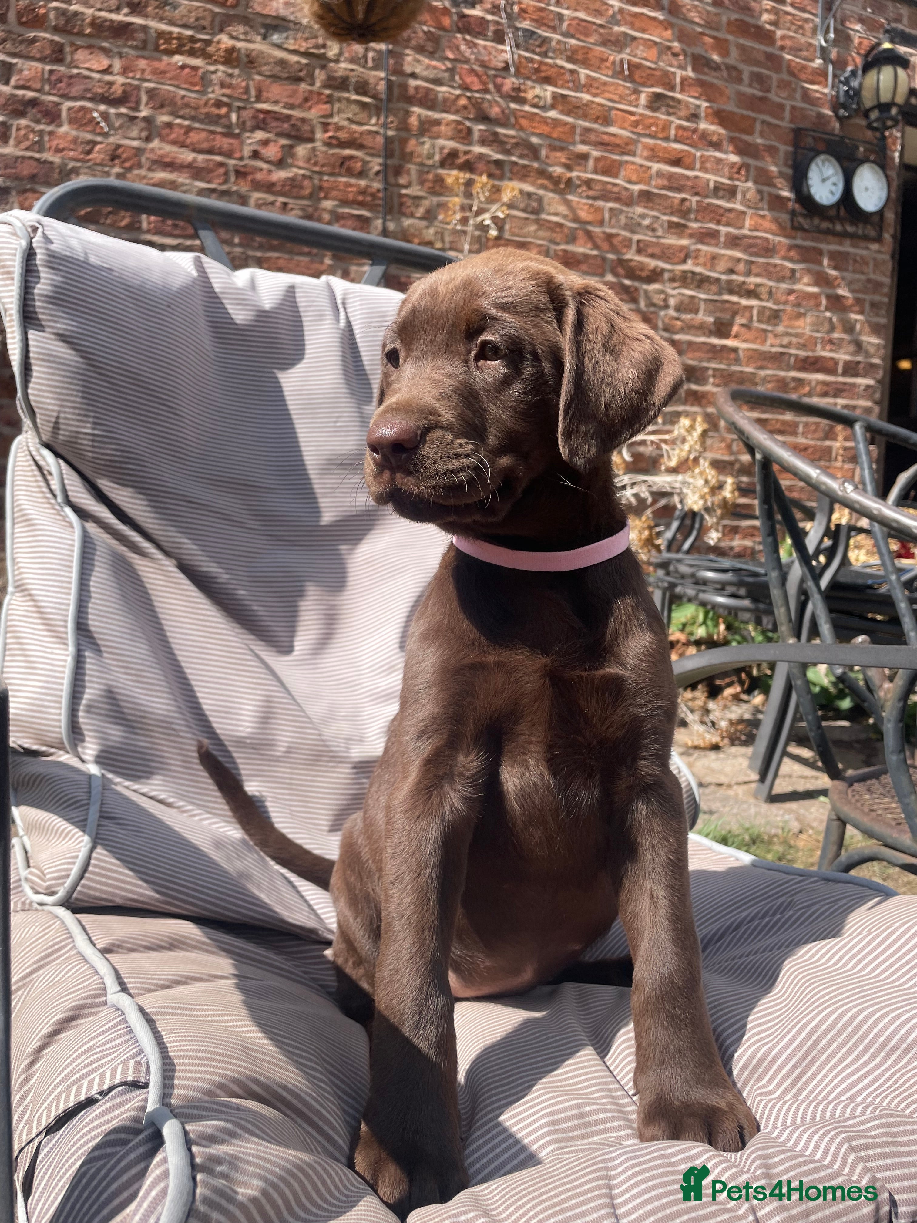 Labrador Retriever dogs Beautiful Chunky Labrador Puppies  - Advert 2