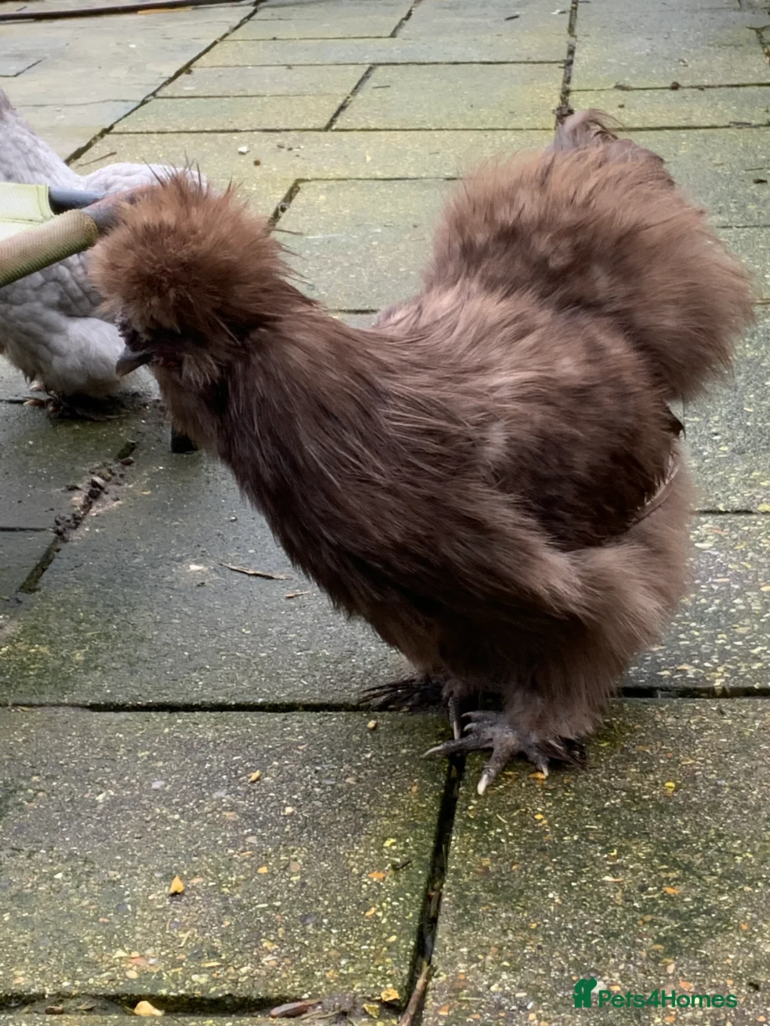 Chickens poultry for sale: USA Silkie boy  - Advert 3