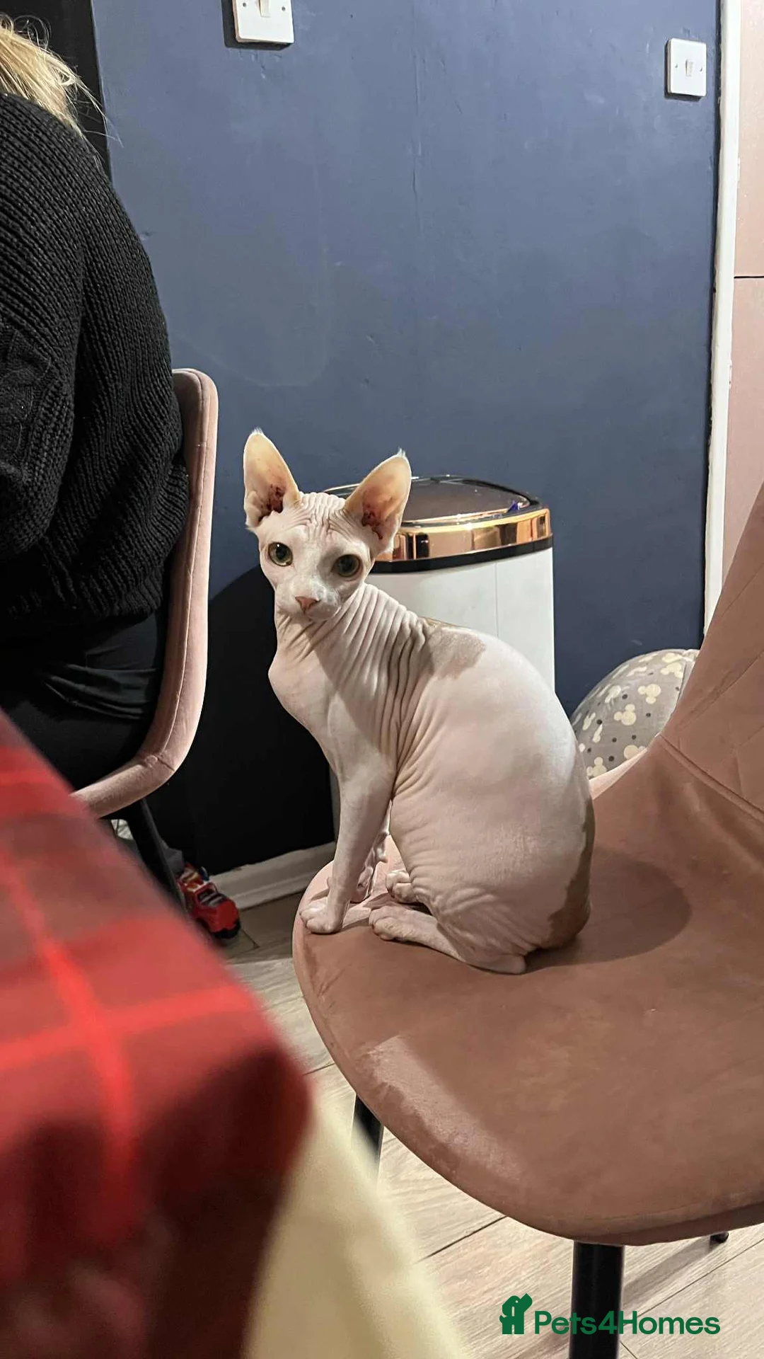 Sphynx cats for sale: Sphynx - Advert 1