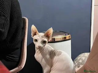 Sphynx cats Sphynx - Advert 3
