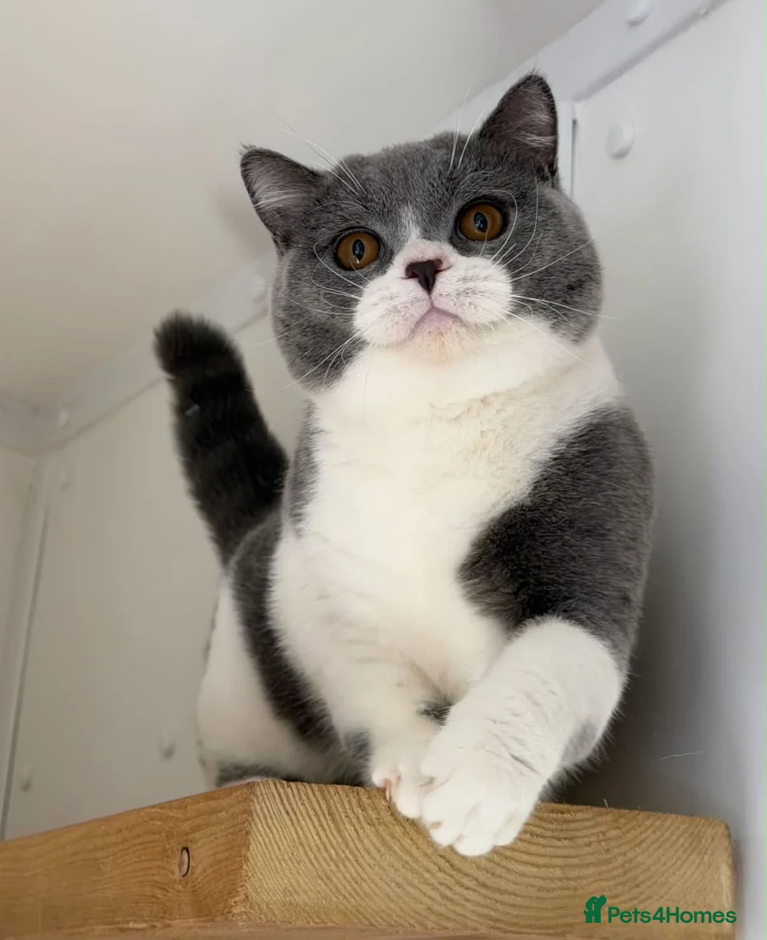 British Shorthair cats for sale: British shorthair boy  - Advert 2
