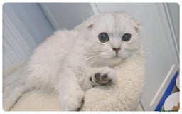 Scottish Fold cats for sale: Adorable scottish fold kittens(Delivery available) - Advert 24