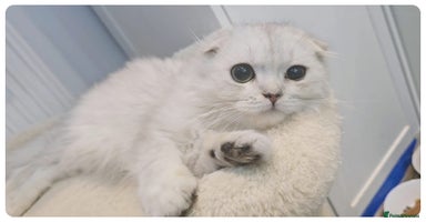 Scottish Fold cats - Advert 36
