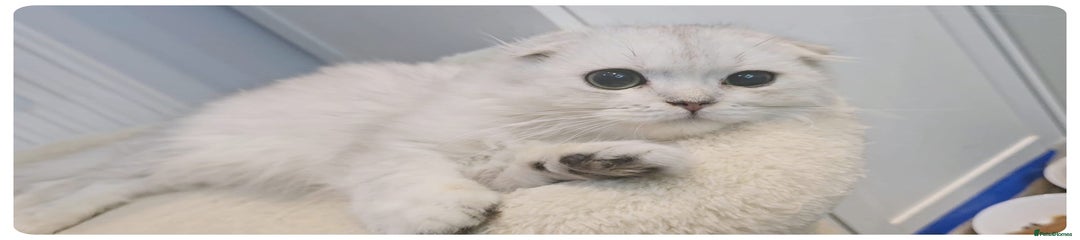 Scottish Fold Kitten 7