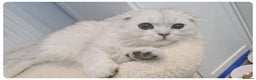 Scottish Fold cats for sale: Scottish fold - Advert 23