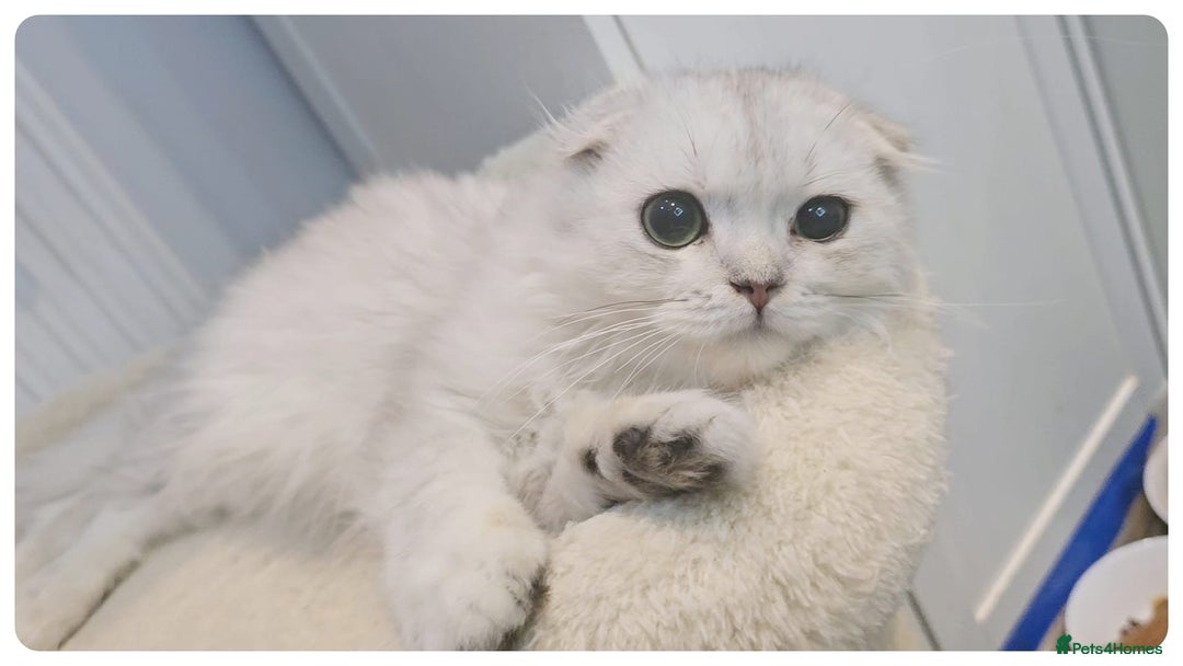 Scottish Fold cats for sale: Adorable scottish fold kittens(Delivery available) - Advert 24