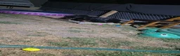 Rottweiler dogs for sale: rottweilers... - Advert 16