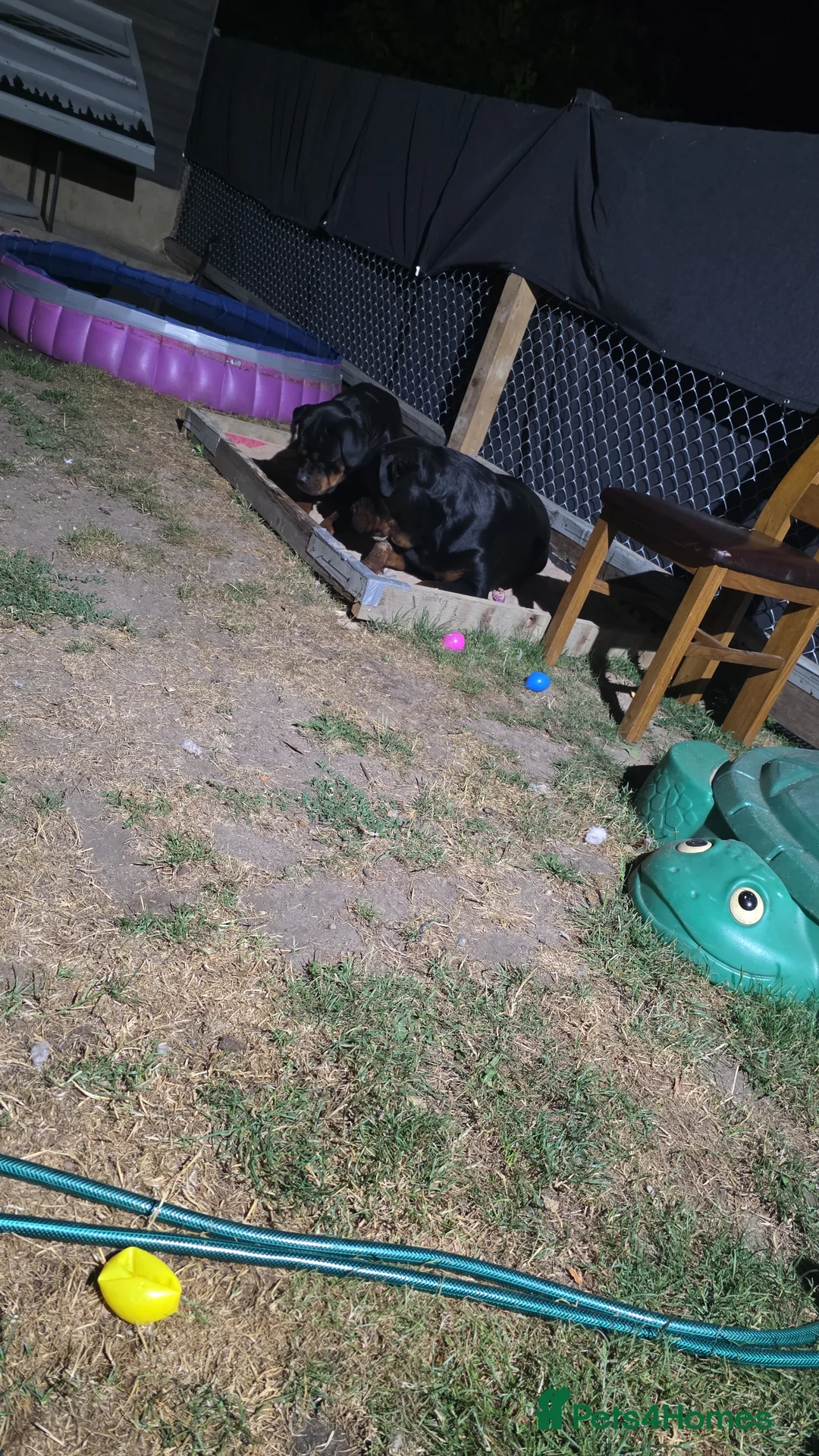 Rottweiler dogs for sale: rottweilers... - Advert 16