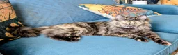 Ragdoll cats for sale: Gorgeous Tortie Cross Ragdoll Girl - Advert 6