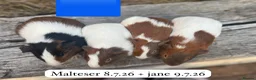 Guinea Pig rodents for sale: Gorgeous baby guinea pigs. Sheffield in Sheffield - Advert 2