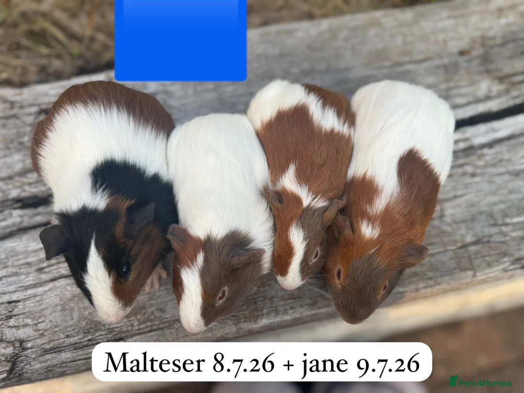 Guinea Pig rodents for sale: Gorgeous baby guinea pigs. Sheffield in Sheffield - Advert 2