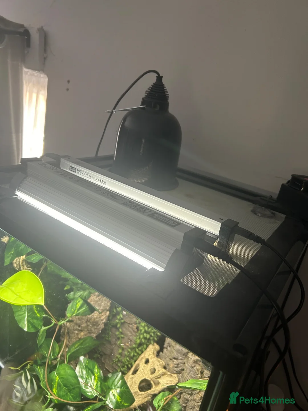 Gecko reptiles for sale: Crested gecko + full set up - Advert 2