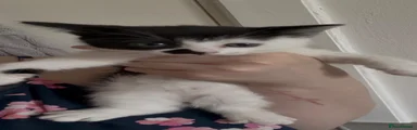 kitten 2 (spot)