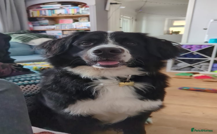 Mixed Breed dogs in Swindon - Advert 4