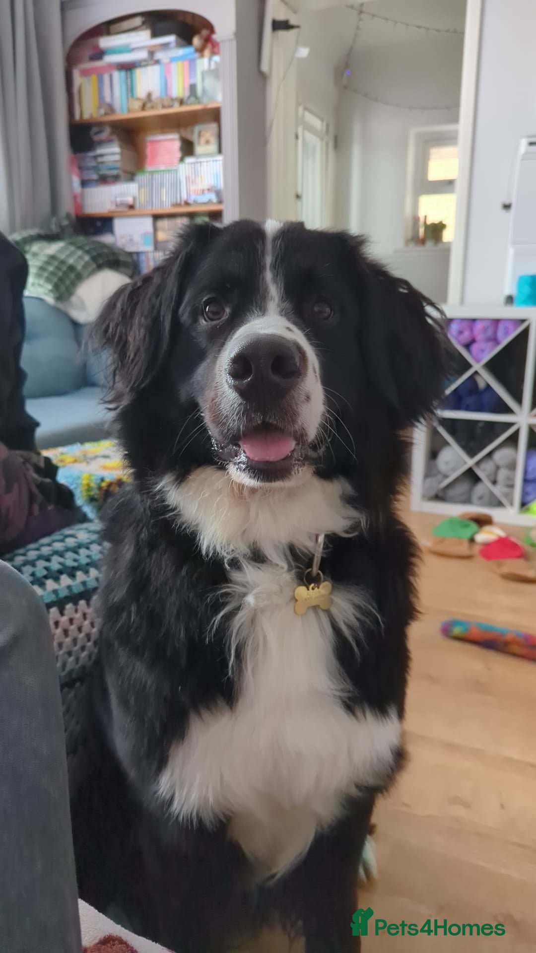 Mixed Breed dogs for sale: 19 month old male Labernese (Bernese X lab) in Swindon - Image 1