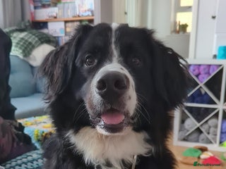 Mixed Breed dogs for sale in Swindon - Advert 1