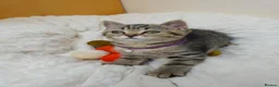 British Shorthair cats for sale: Golden Tabby Kittens  - Advert 6