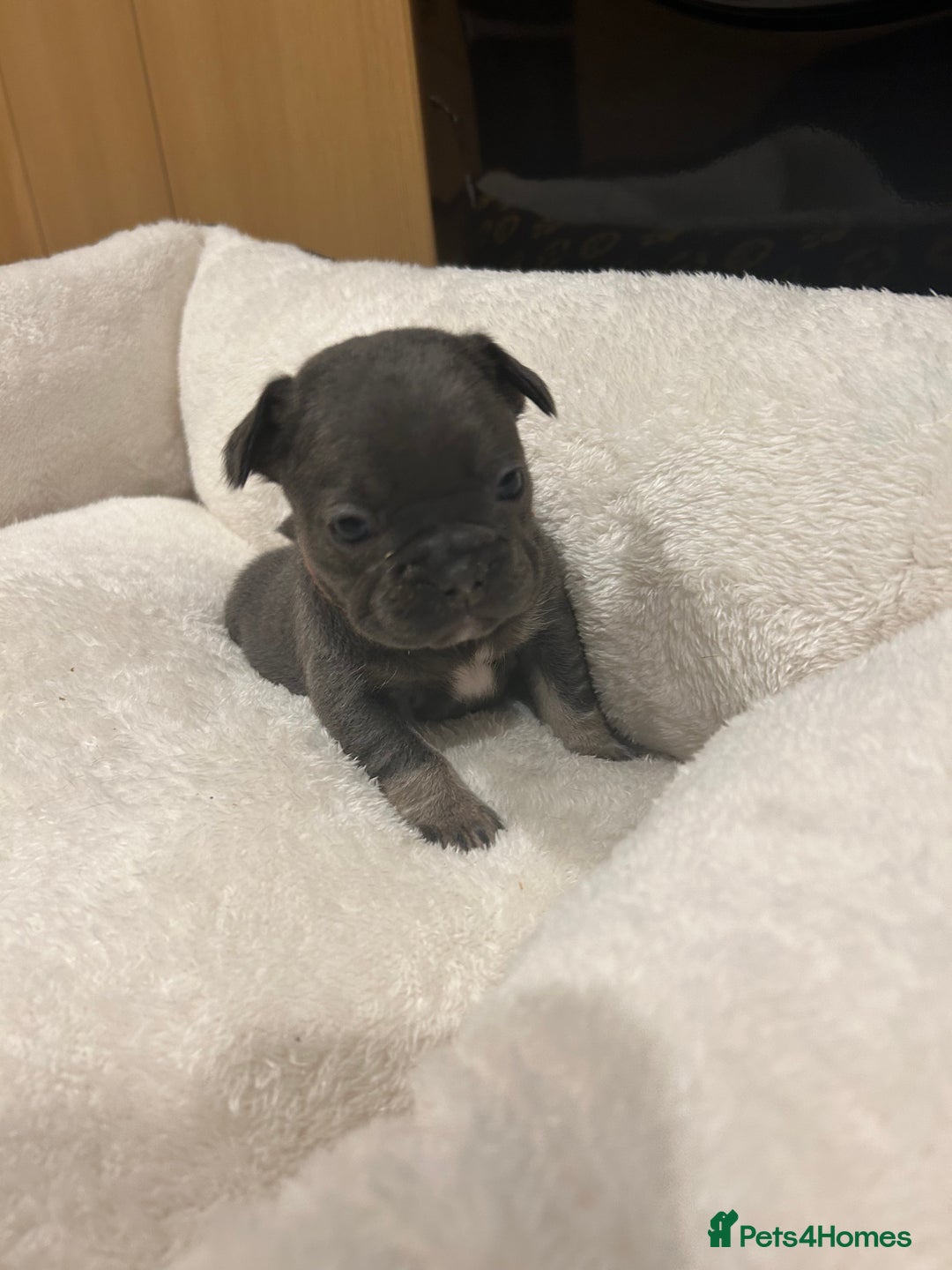 French Bulldog dogs for sale: 5⭐️ french bulldog pups 🐾 - Image 32