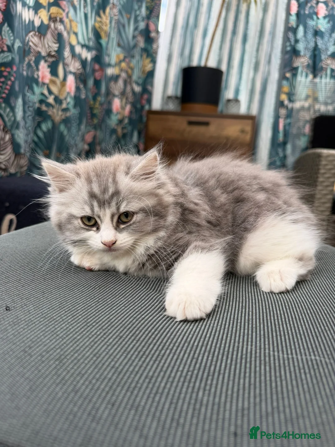 Ragdoll cats for sale: Mix breed kittens  - Advert 2