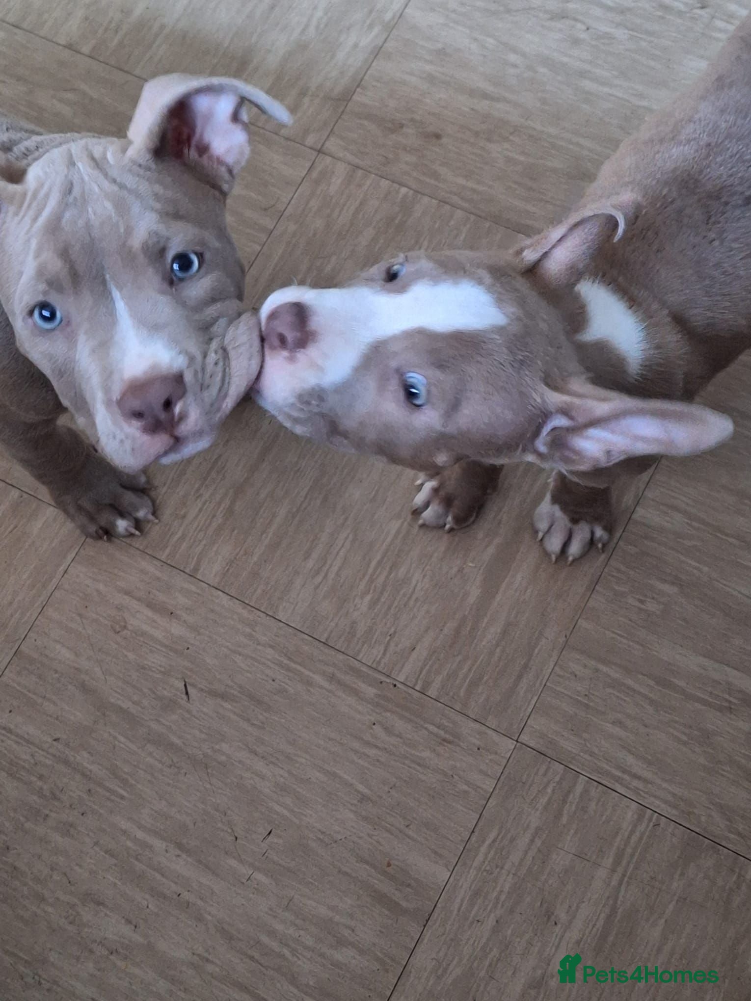American Bully dogs 1 American female pocket bully  - Advert 2