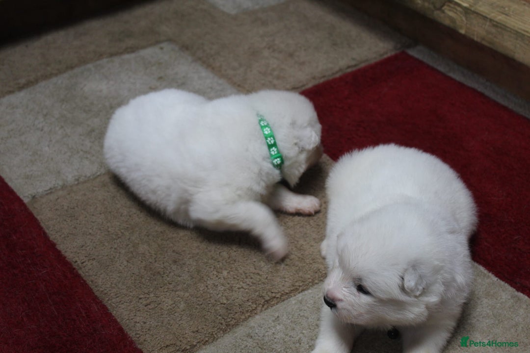 Samoyed dogs for sale: Samoyed puppies - fluff and joy - Image 30