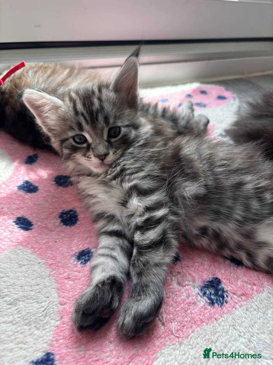 Maine Coon cats for sale: 🖤Stunning Black Smoke Maine Coon Girls - Advert 2